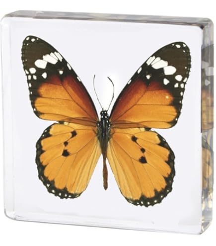 Amazon.co.jp: 蝶の標本 オーロラモルフォ メタリック調ライトフレーム